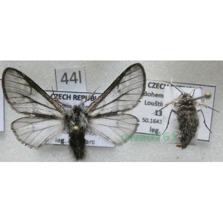 Lycia isabellae (Harrison, 1914) pair Włochacz modrzewiak Czech44l